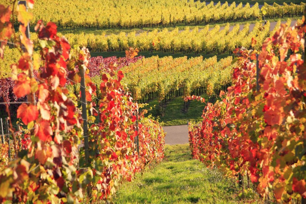 Vigneti All rights reserved - © Associazione Italiana Sommelier
