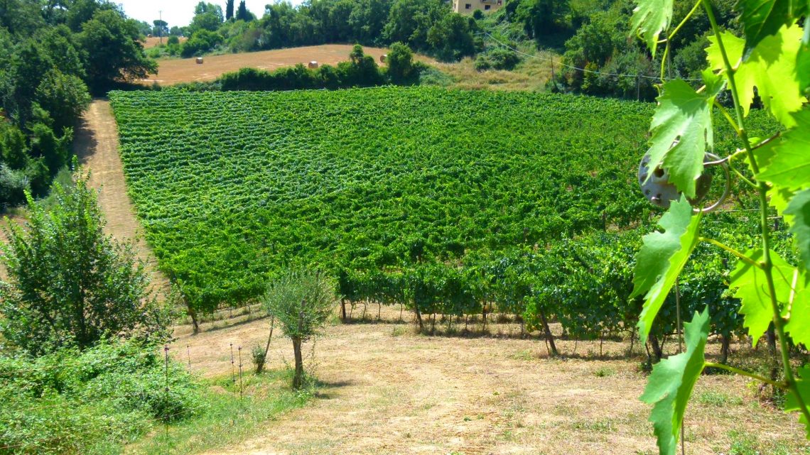 © Podere Della Bruciata