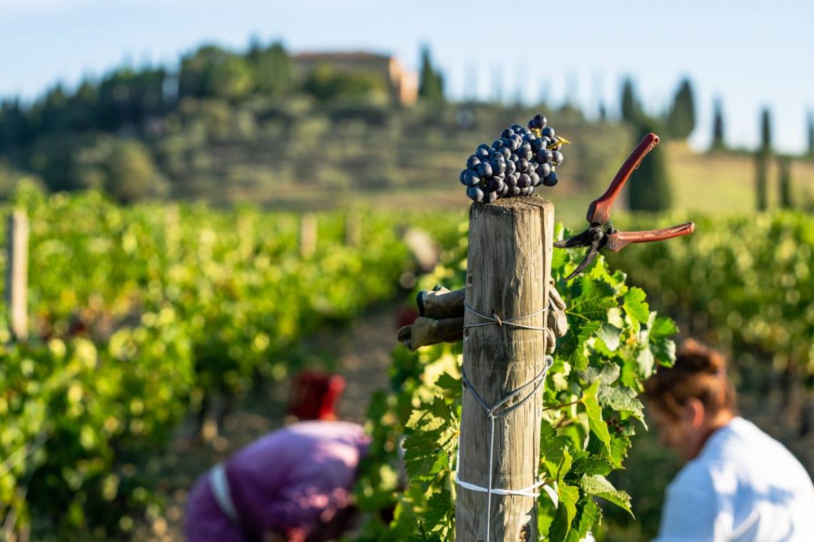 Rosso di Montalcino 2017 - Argiano