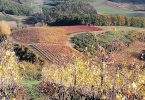 Sunrosè 2018 - Il Palagione