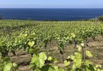 Castellabate 2015 - Agricola San Giovanni
