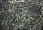 HOW TO CHOOSE THE BEST EXTRA VIRGIN OLIVE OIL