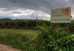 Vigna delle Rose 2017 - La Pietra del Focolare