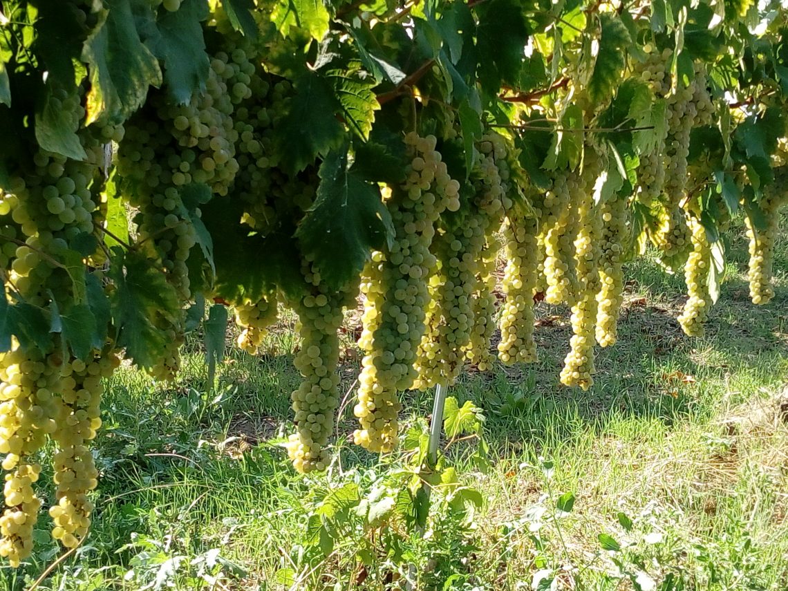 Greco di Tufo 2017 - Vadiaperti
