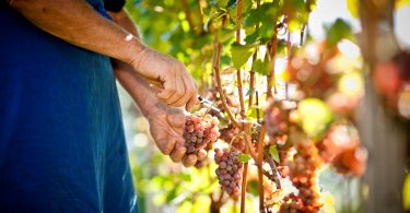 Pepi 2018 - Cantina Tramin
