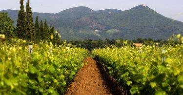 Aldone 2015 - Terre del Marchesato