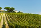 Perenzo 2016 - Fattoria di Magliano