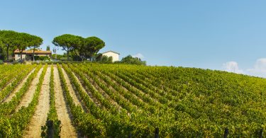 Perenzo 2016 - Fattoria di Magliano