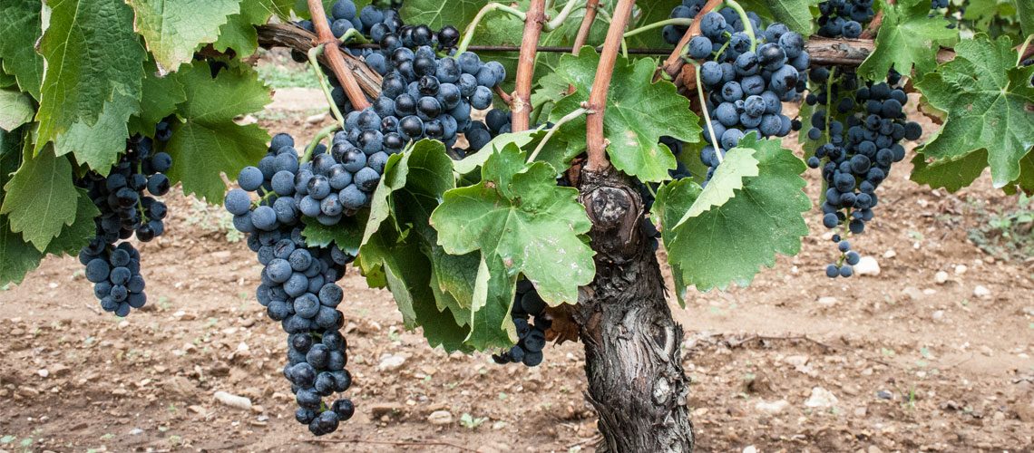 Aglianico del Vulture 2018 - Cantina di Venosa