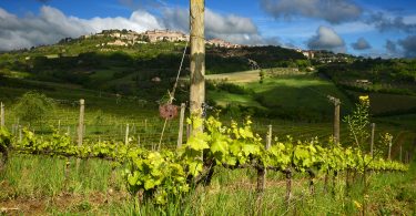 Nobile di Montepulciano 2017 - Salcheto