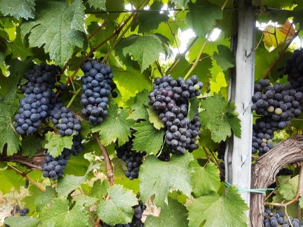 Grosso 2018 - Cantina Paltrinieri