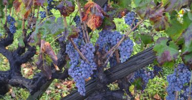 Vinazzu 2015 - Vino Nibali