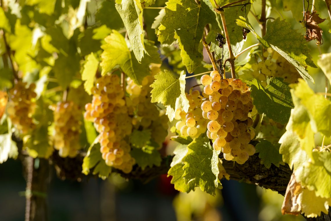 Campo della Pieve 2018 - Il Colombaio di Santa Chiara