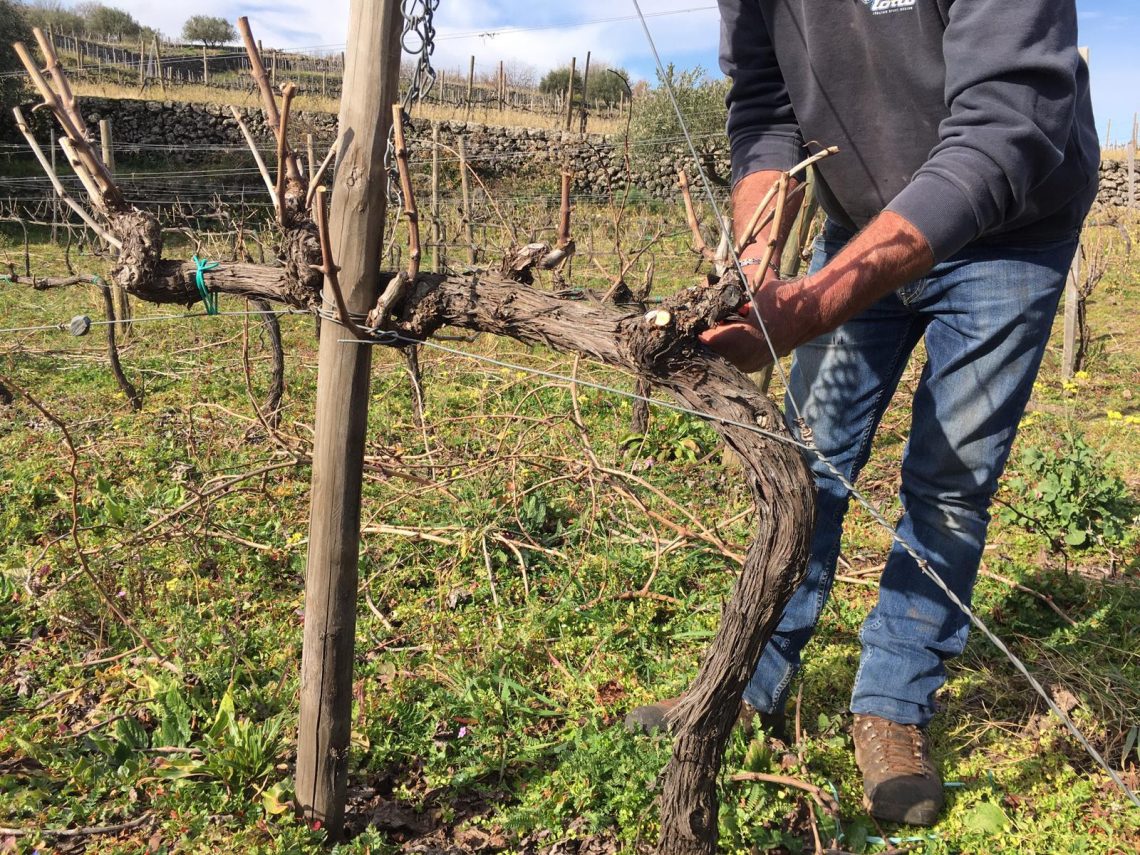 Scalunera Etna Rosato 2019 - Torre Mora