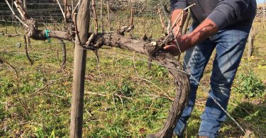 Scalunera Etna Rosato 2019 - Torre Mora