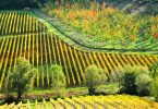 Trevite 2019 - Il Palagione