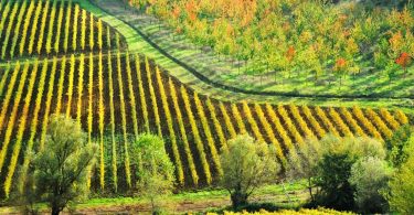 Trevite 2019 - Il Palagione