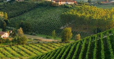 Bricco del Perg 2016 - Poderi dei Bricchi Astigiani