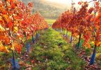 Chianti Classico Riserva Contessa di Radda 2015 - Geografico