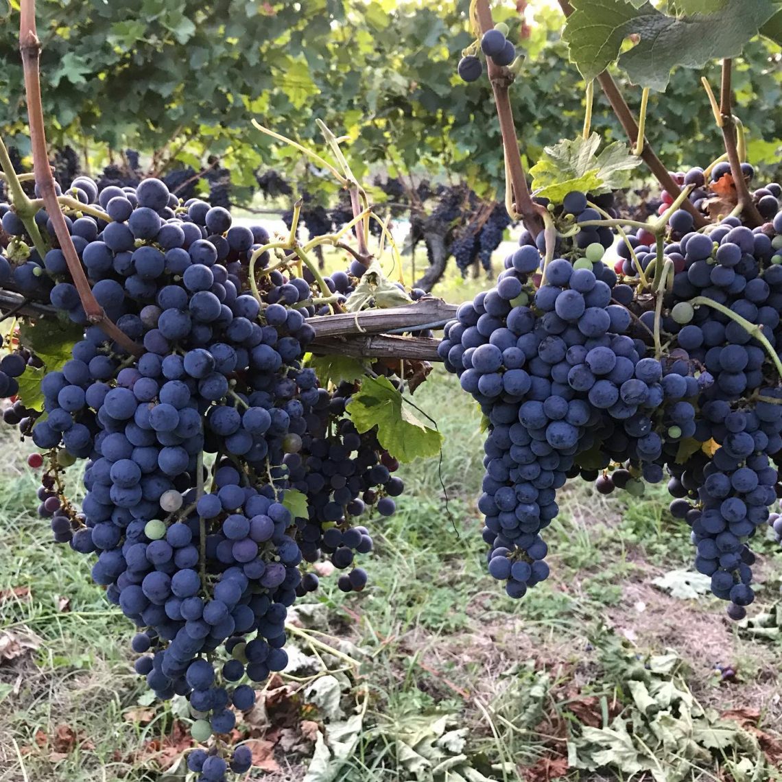 Vigna di Nicchie 2012 - Pietro Beconcini