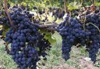 Vigna di Nicchie 2012 - Pietro Beconcini