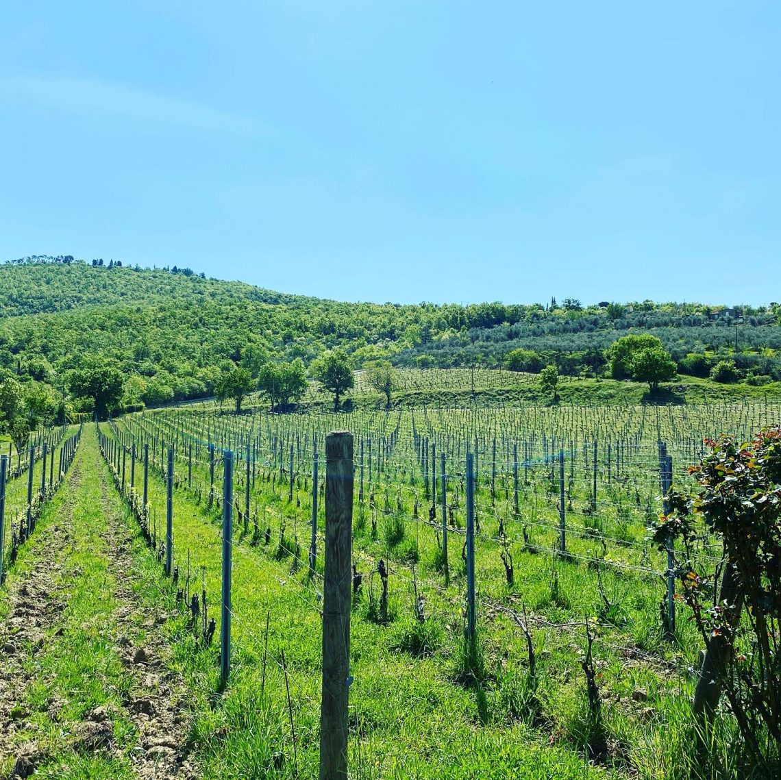 Il Castagno 2016 - Fabrizio Dionisio