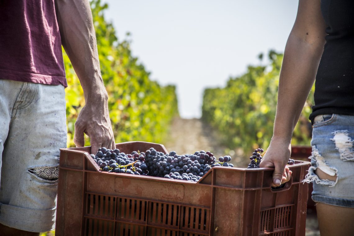 Heba 2016 - Fattoria di Magliano