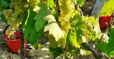 Vernaccia di San Gimignano 2018 - Cesani