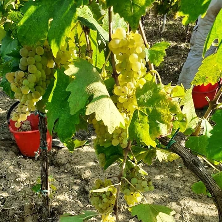 Vernaccia di San Gimignano 2018 - Cesani