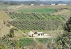 Colle de' Fossili 2017 - Fattoria Piccaratico