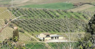 Colle de' Fossili 2017 - Fattoria Piccaratico