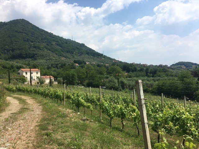 Aegidius Vintage 2017 - Cantine Bondonor