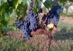 Campo di Mezzo 2019 - Tre Monti