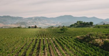 Etna Bianco Pietrarizzo 2018 - Tornatore