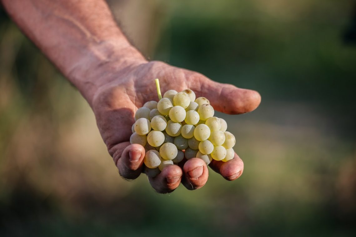 Lugana Mandolara 2018 - Le Morette