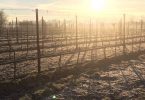Serai Rosso 2018 - Le Morette