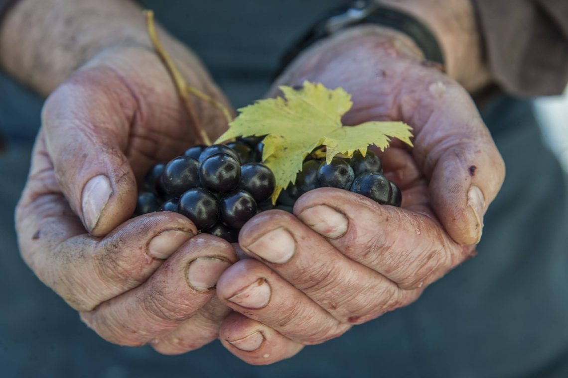 Brunello di Montalcino 2015 - Fattoria dei Barbi