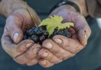 Brunello di Montalcino 2015 - Fattoria dei Barbi