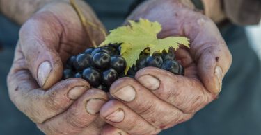 Brunello di Montalcino 2015 - Fattoria dei Barbi