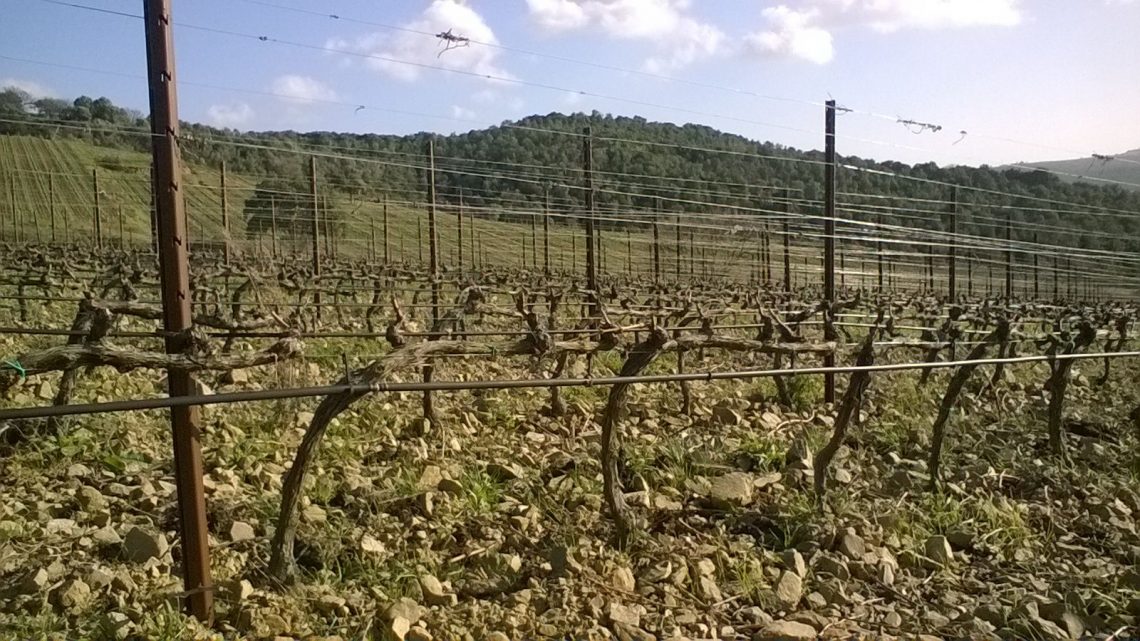 Tirrenico 2016 - Tenuta Belguardo