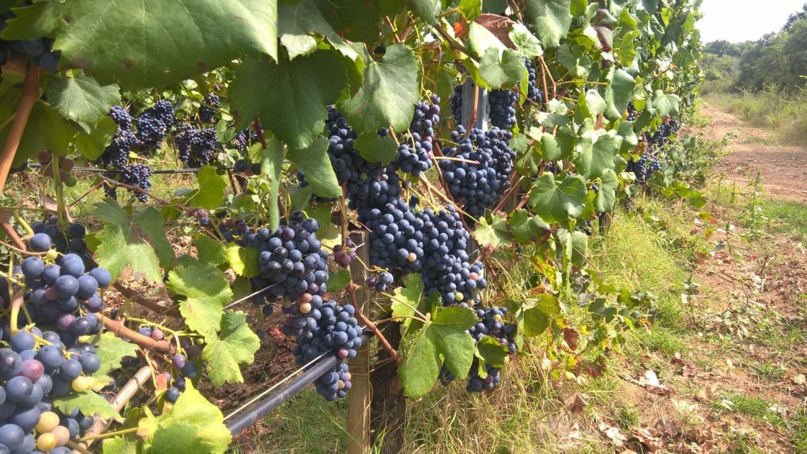 Bellamarsilia 2018 - Poggio Argentiera