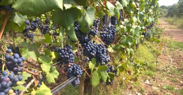 Bellamarsilia 2018 - Poggio Argentiera