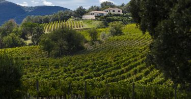 Bolgheri 2018 - Podere Grattamacco