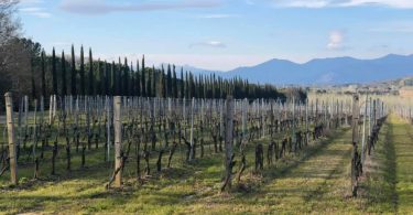 Castellaccio 2016 - Fattoria Uccelliera