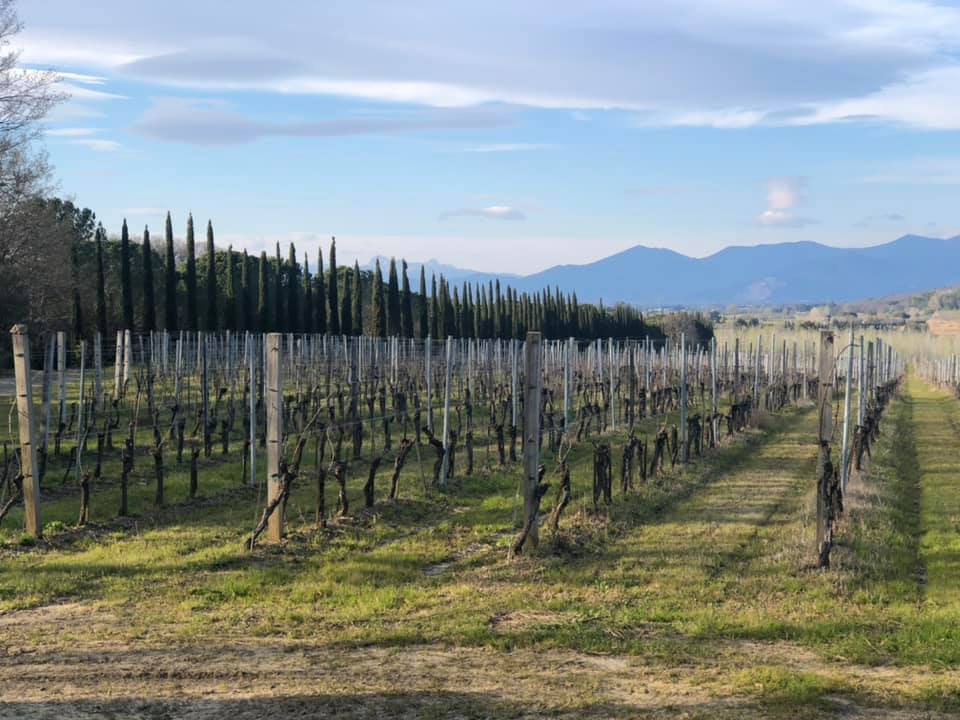 Castellaccio 2016 - Fattoria Uccelliera