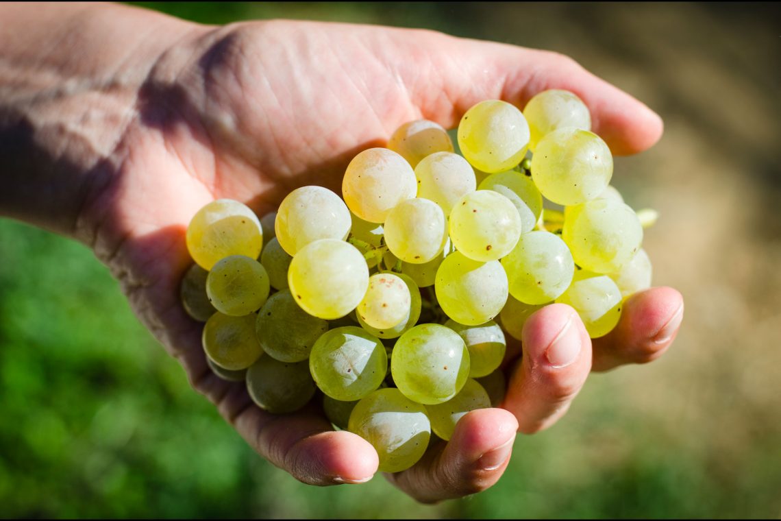 Listrice 2019 - Tenuta di Bibbiano