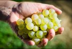 Listrice 2019 - Tenuta di Bibbiano