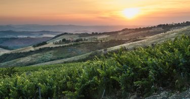 Tenuta di Trinoro 2017 - Tenuta di Trinoro