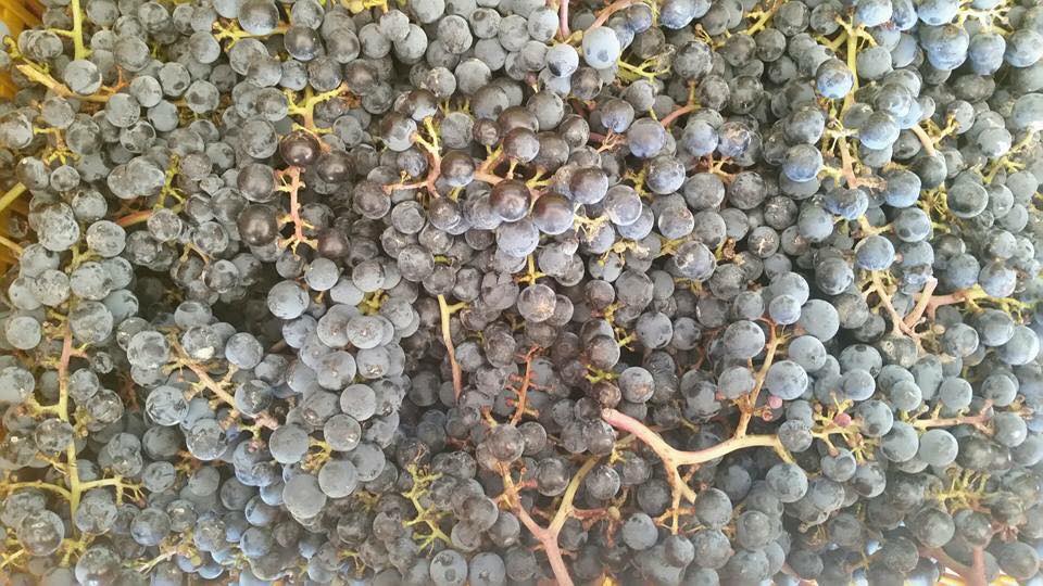 Le Cupole 2018 - Tenuta di Trinoro