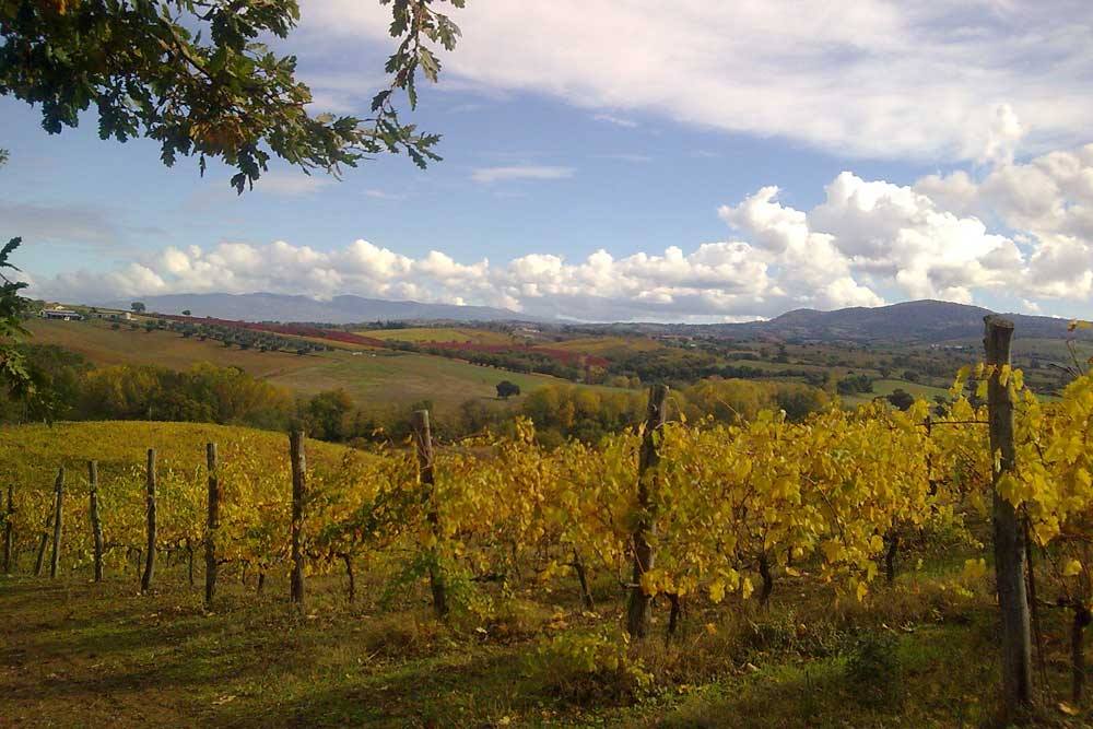 Morellino di Scansano 2019 - Podere Casina